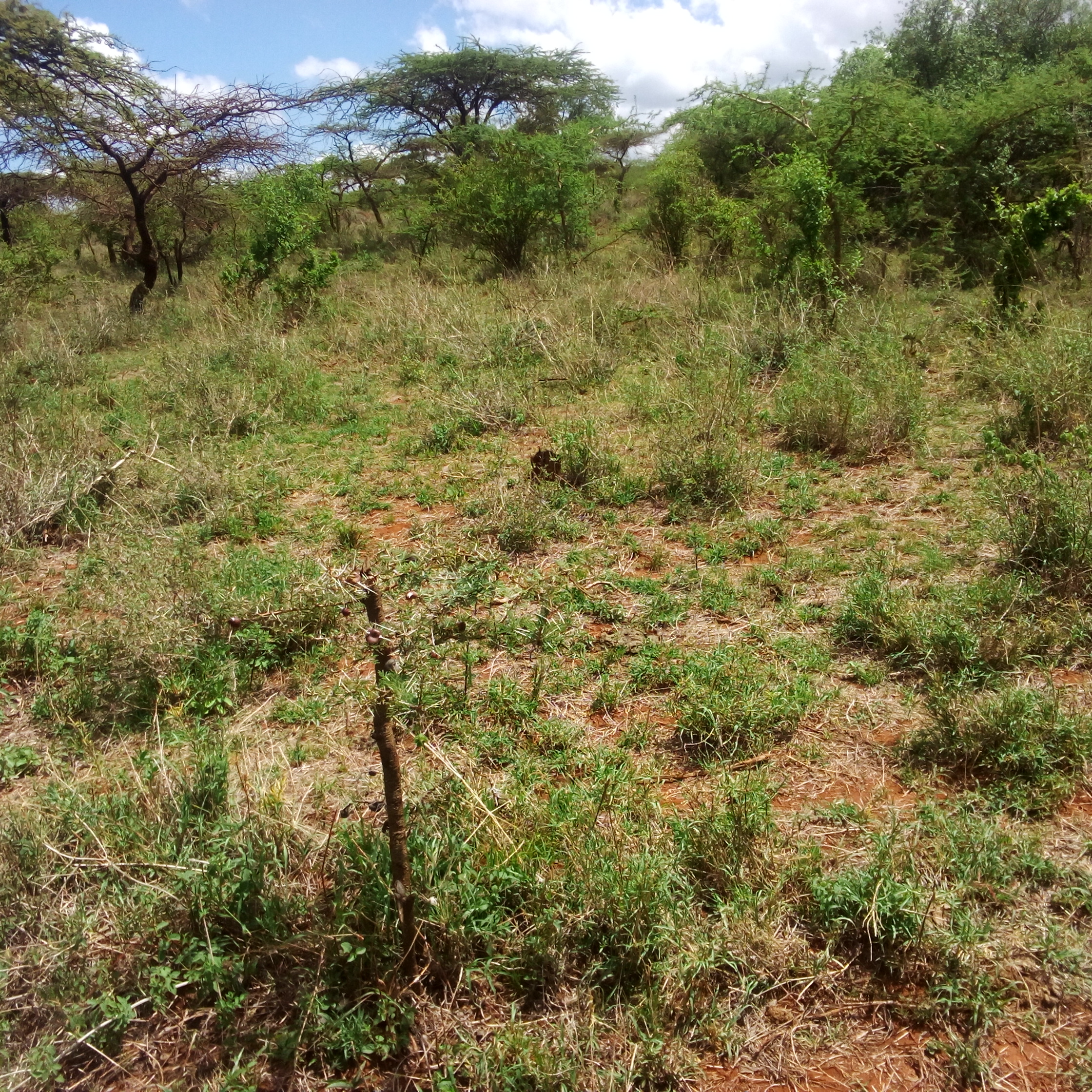 LAND FOR SALE IN EWASO KEDONG