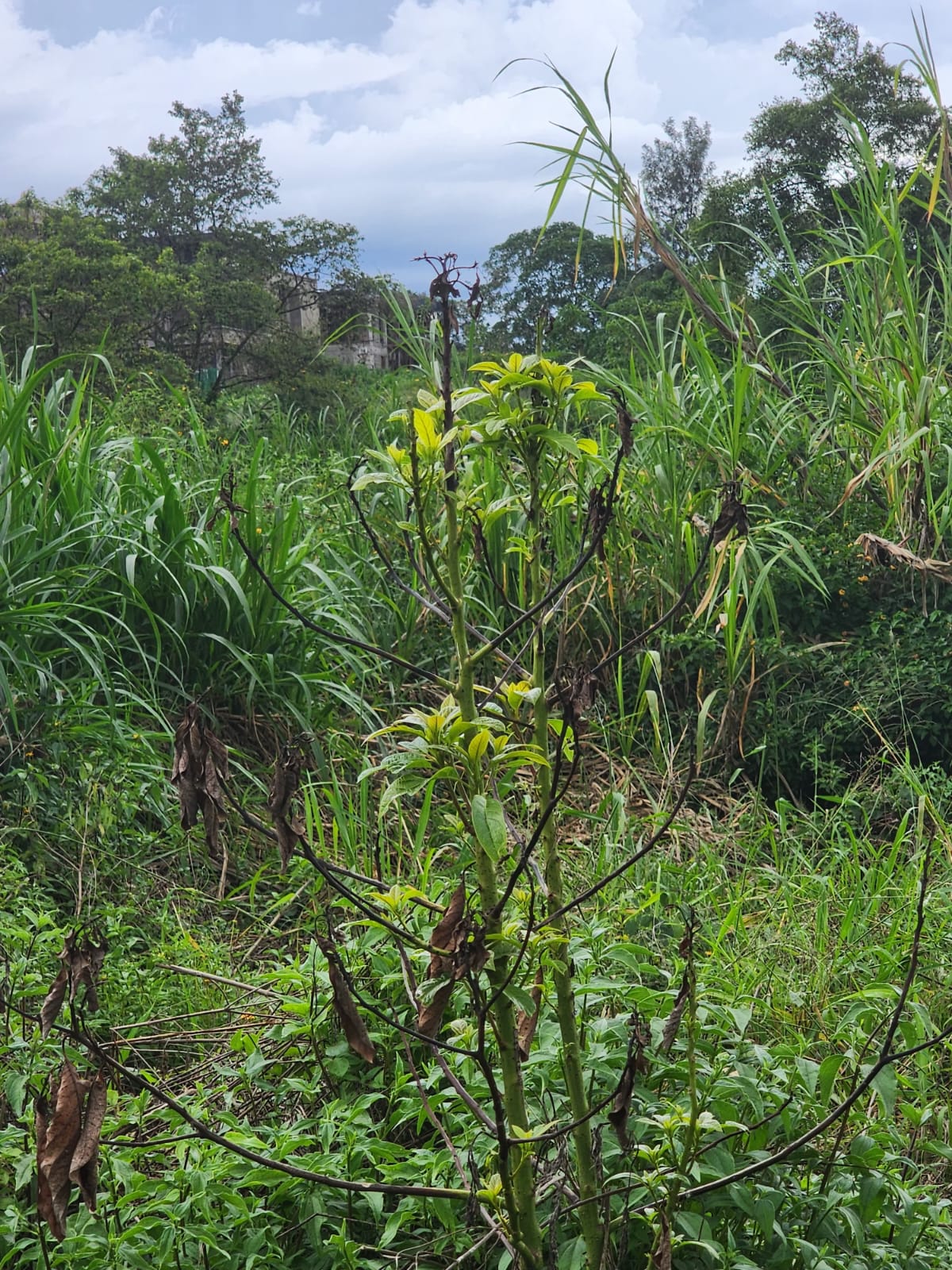 🏘️ Modern Residential Plot for Sale in Tatu City KIAMBU County — Prime Investment Opportunity | KultaProperties