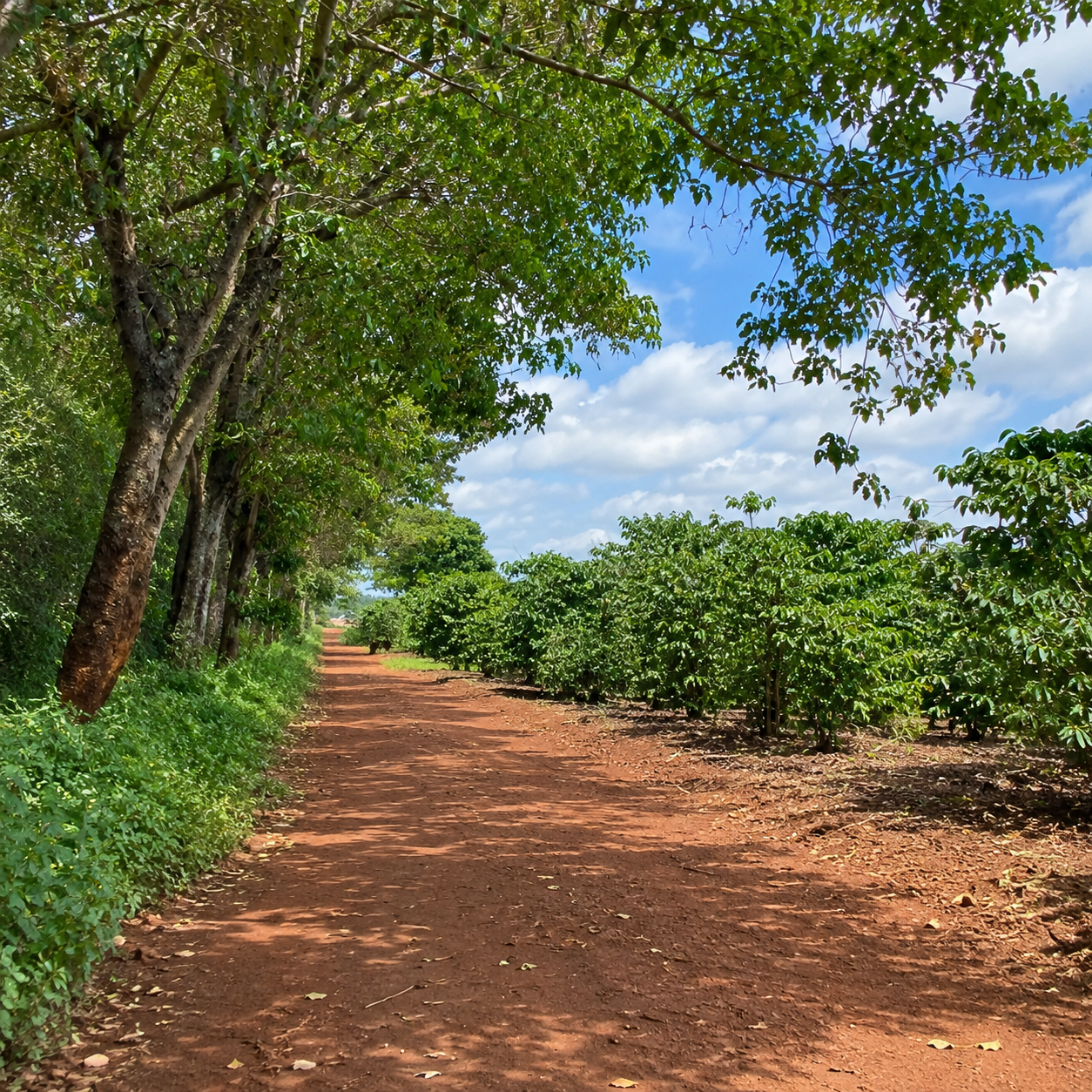 Quarter Acre Serviced Plots for Sale on Kenyatta Road
