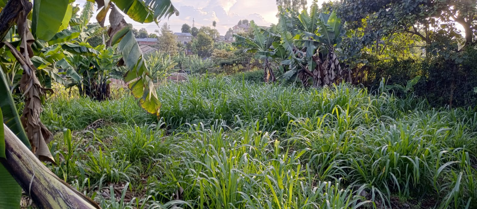 Land for Sale in Lower Kabete 