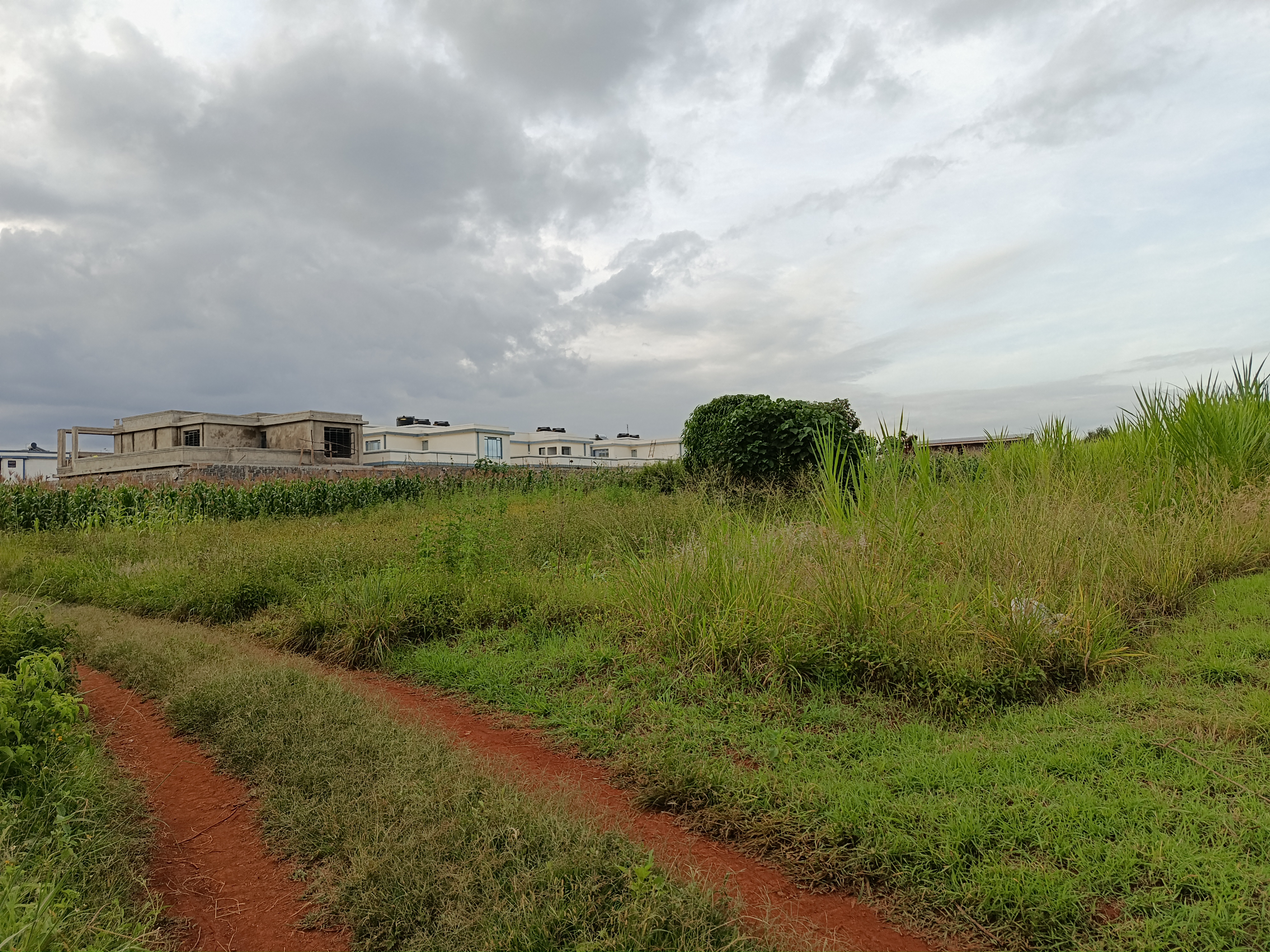 1/8 Acre (50×100) Residential Plots for Sale in Mugutha, Ruiru
