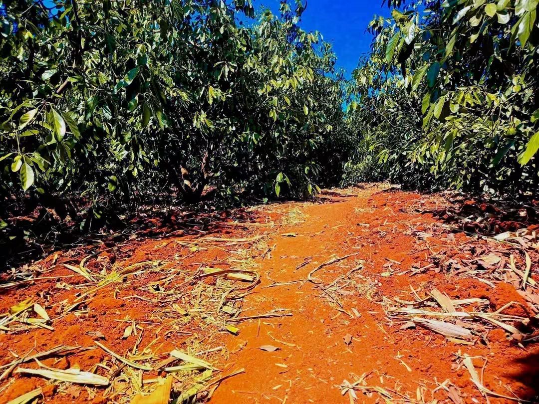 5-Acre Avocado Farm for Sale in Gatundu South