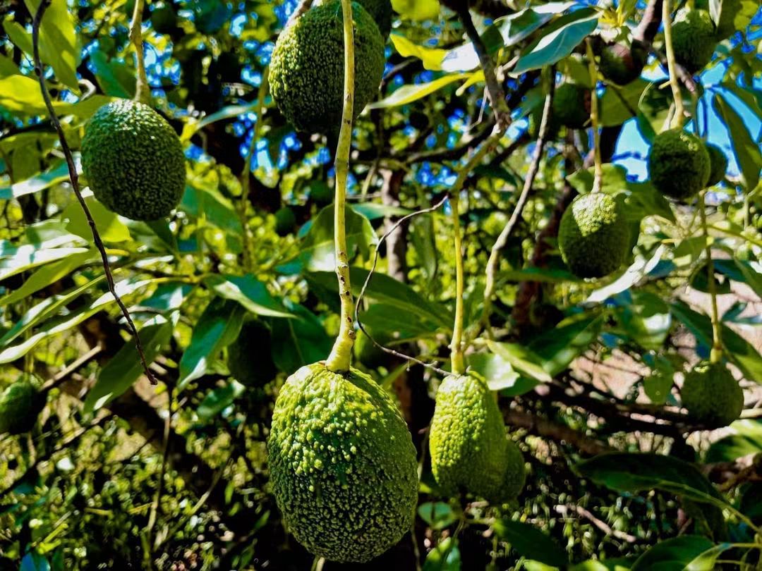 5-Acre Avocado Farm for Sale in Gatundu South