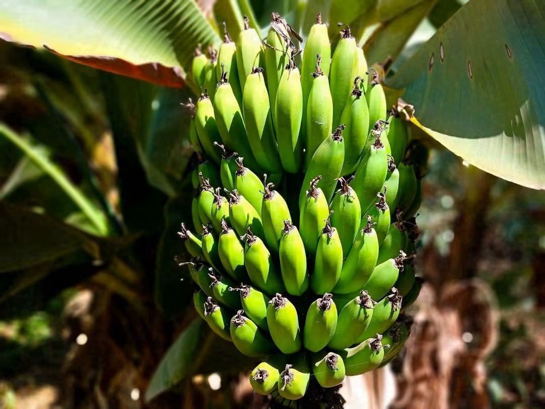5-Acre Avocado Farm for Sale in Gatundu South