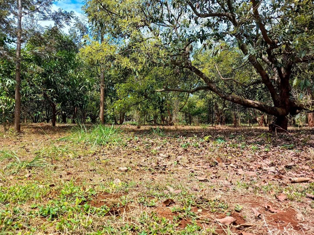 2 Acre Avocado Farm for Sale in Makuyu