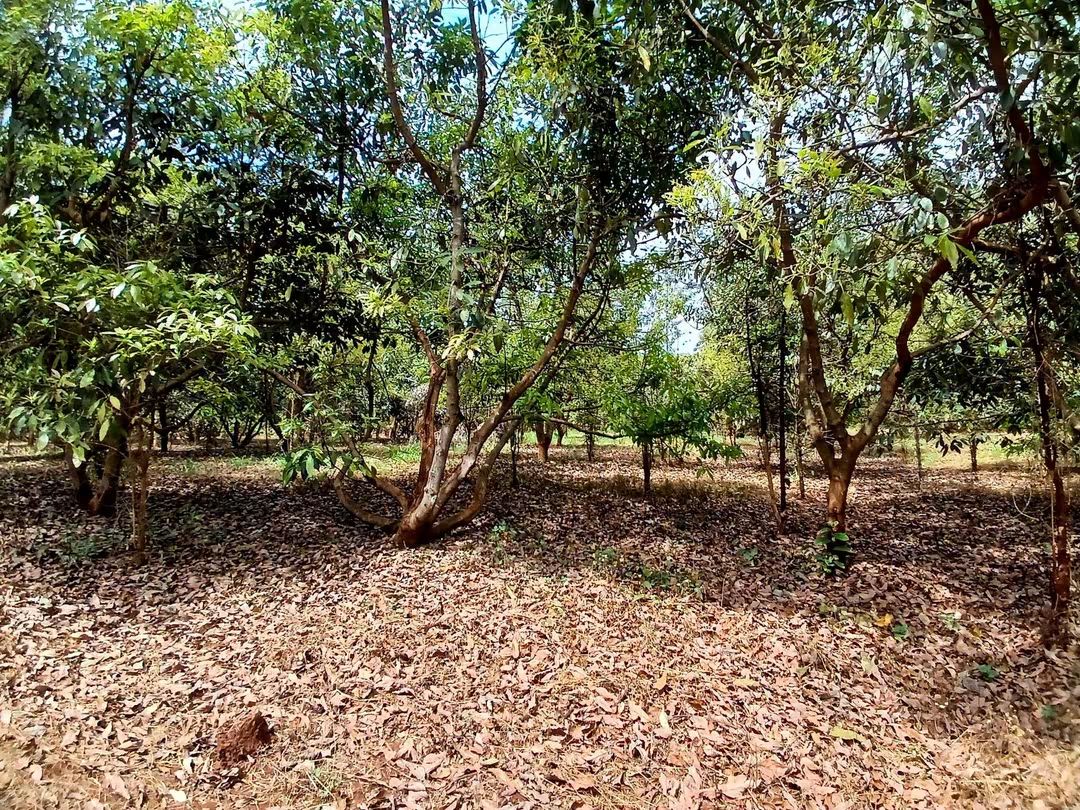 2 Acre Avocado Farm for Sale in Makuyu