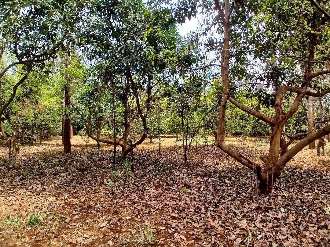 2 Acre Avocado Farm for Sale in Makuyu