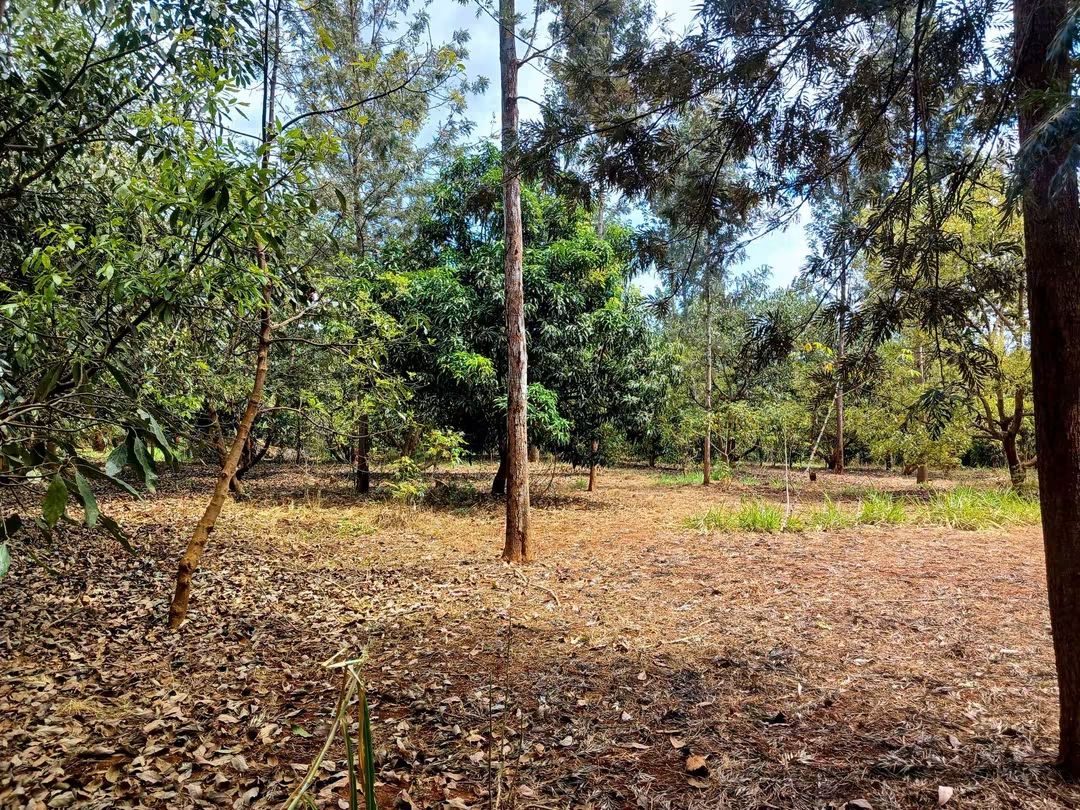 2 Acre Avocado Farm for Sale in Makuyu