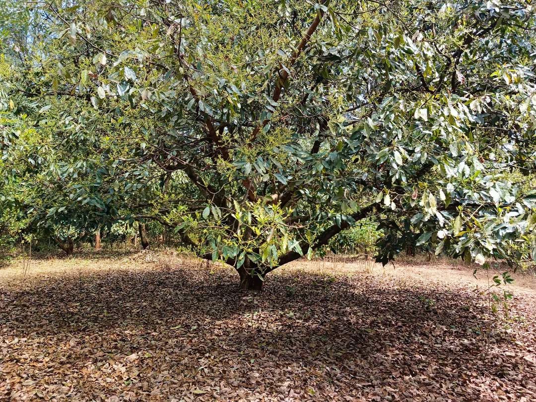 2 Acre Avocado Farm for Sale in Makuyu