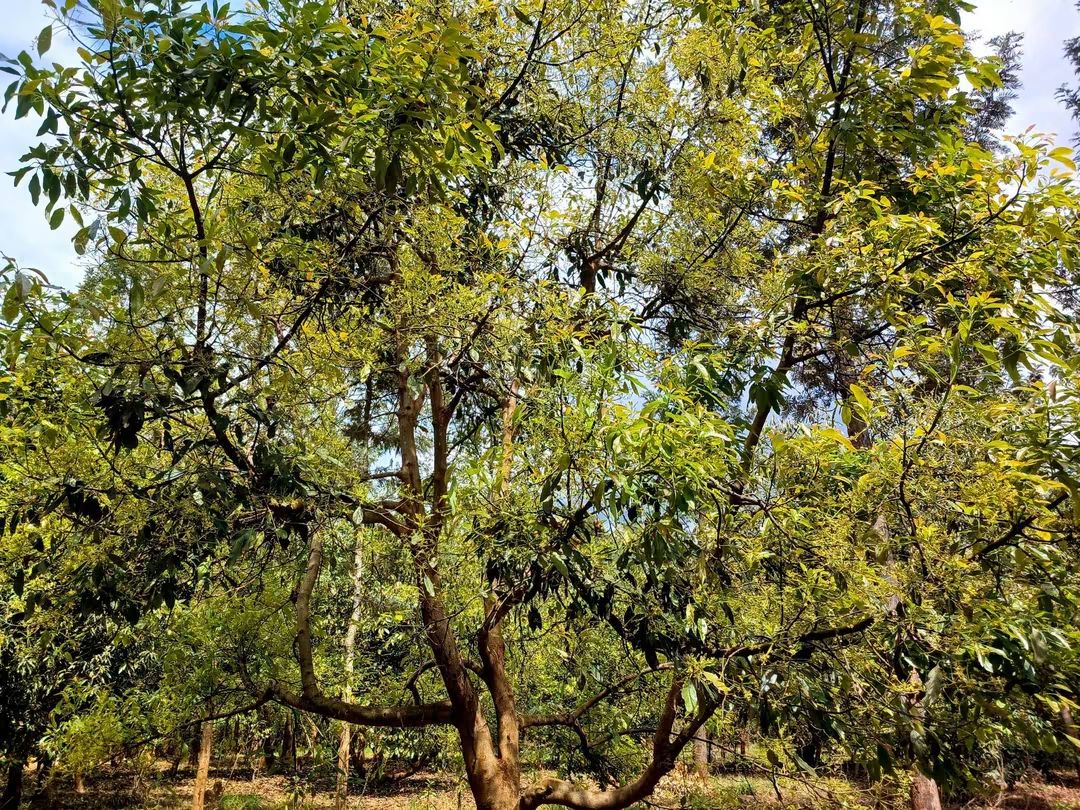 2 Acre Avocado Farm for Sale in Makuyu