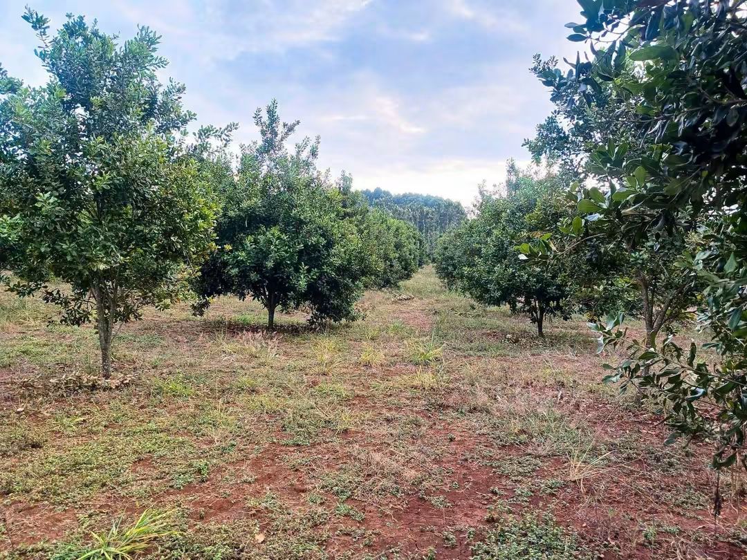 5 Acres Farmland for Sale in Maragua Samar