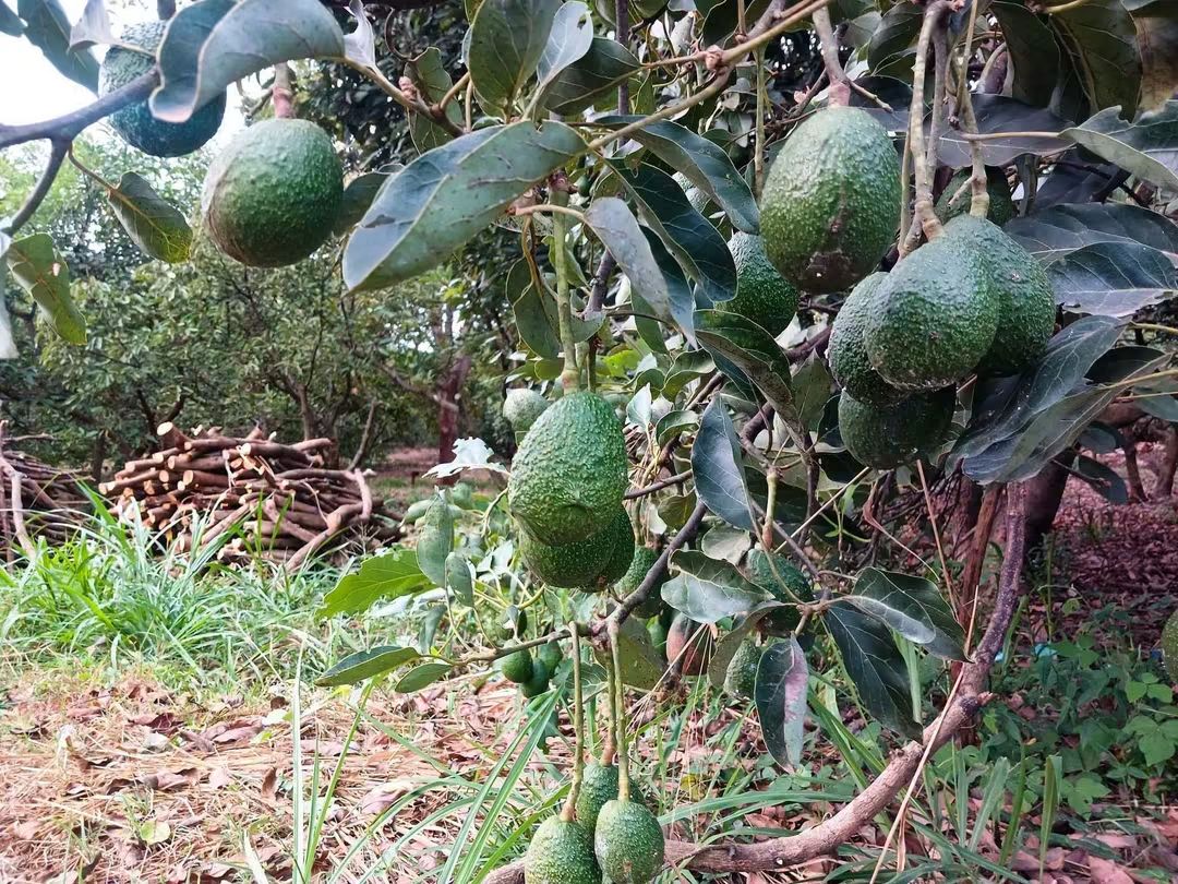 5 Acres Farmland for Sale in Maragua Samar