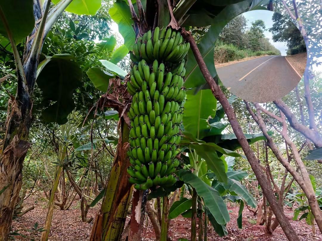 5 Acres Farmland for Sale in Maragua Samar