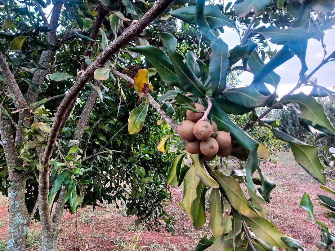 5 Acres Farmland for Sale in Maragua Samar