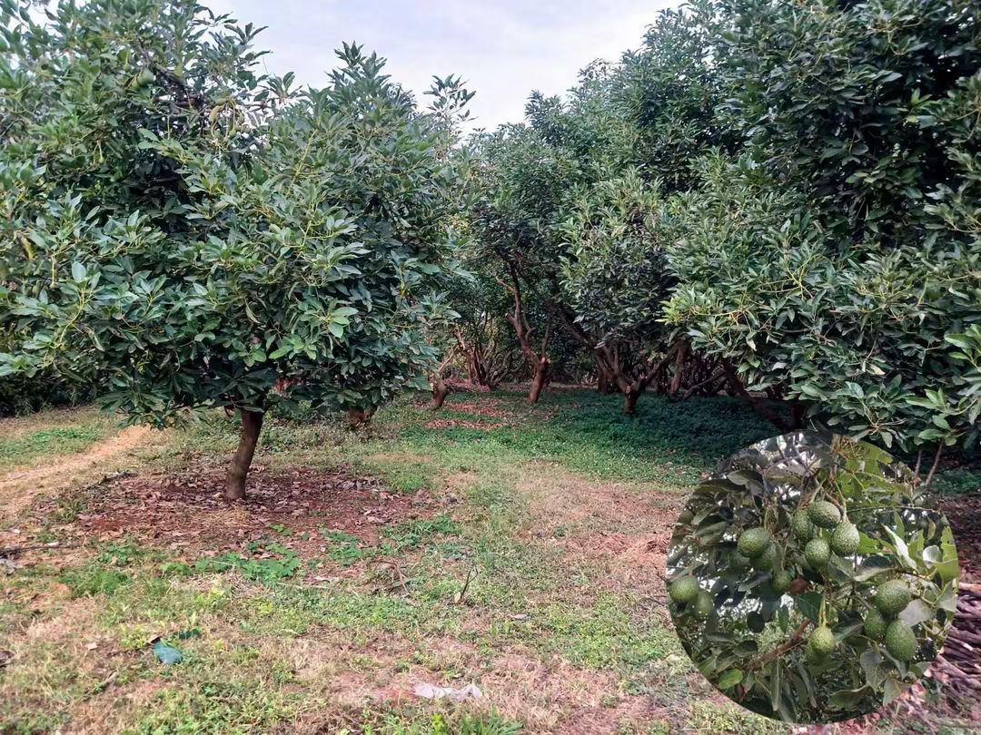 5 Acres Farmland for Sale in Maragua Samar