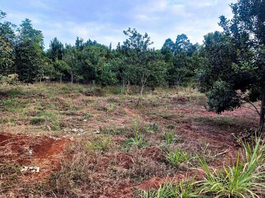 5 Acres Farmland for Sale in Maragua Samar