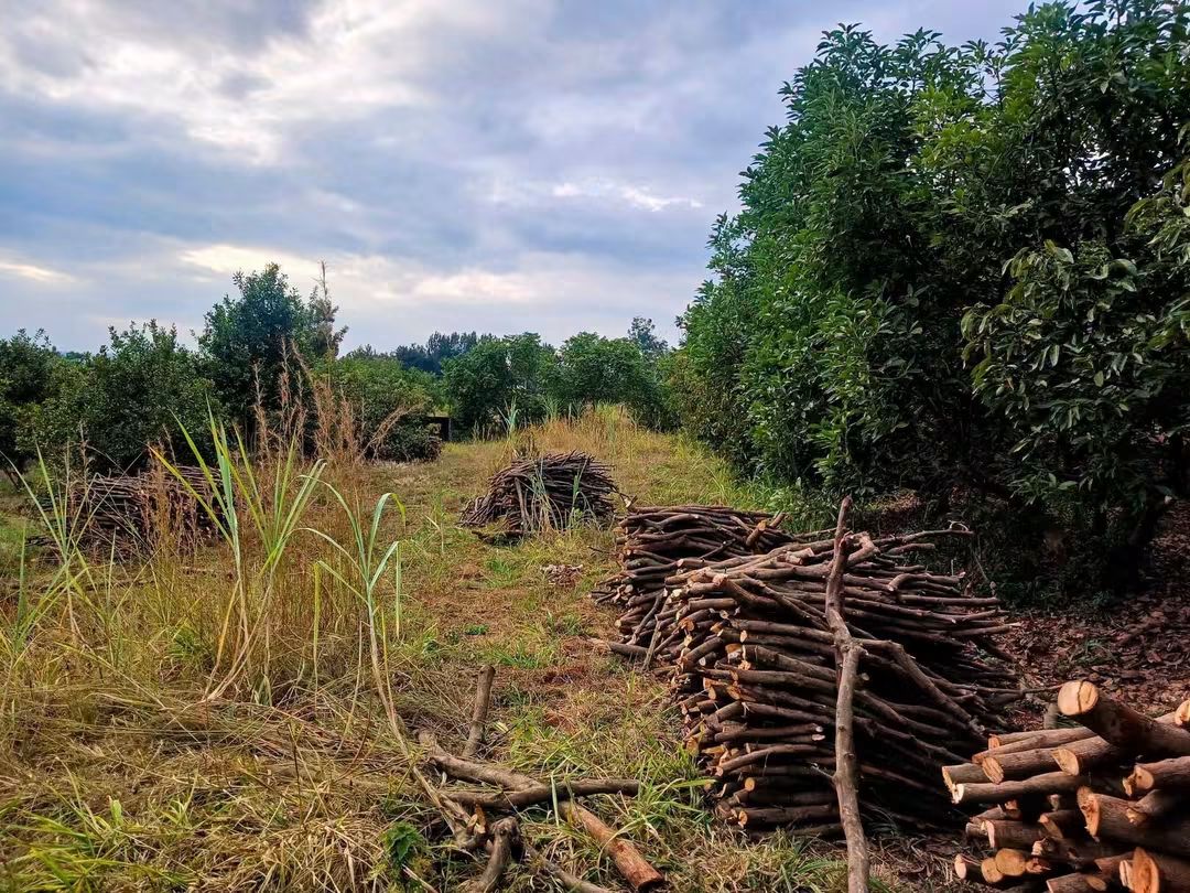 5 Acres Farmland for Sale in Maragua Samar