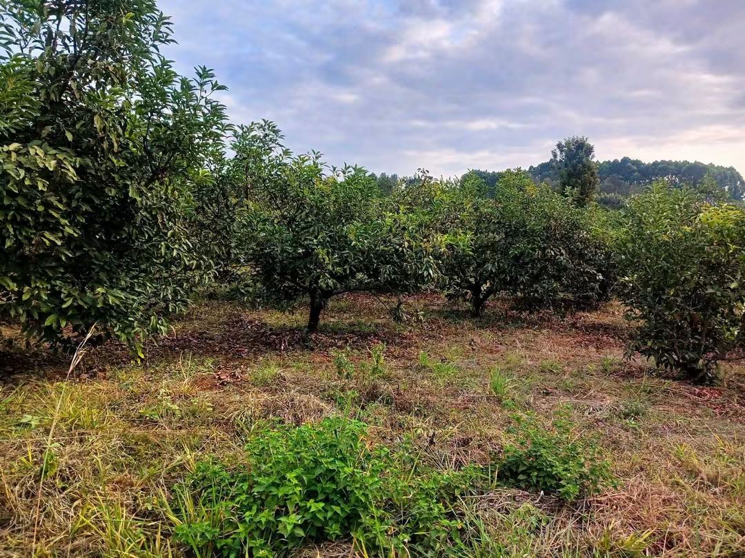 5 Acres Farmland for Sale in Maragua Samar
