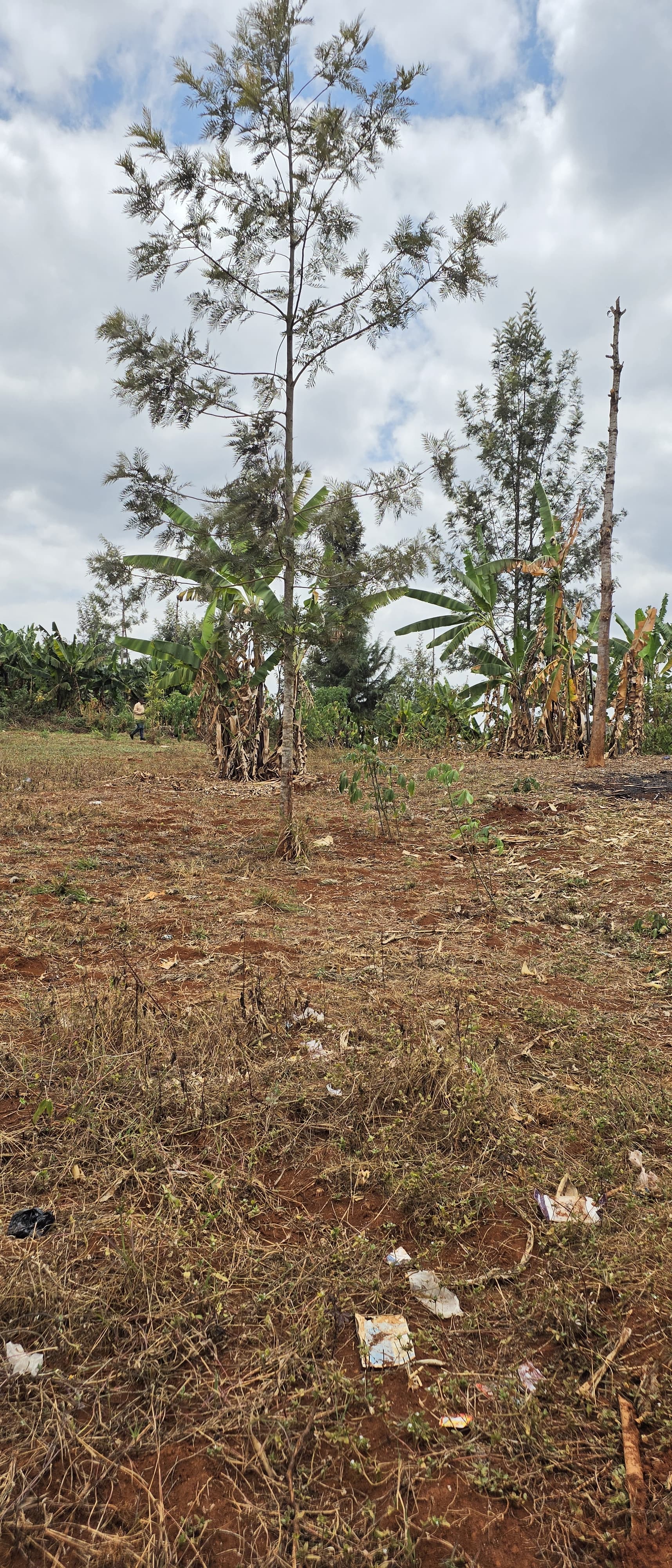 85 × 200ft  Residential land for sale in Mugutha, Ruiru