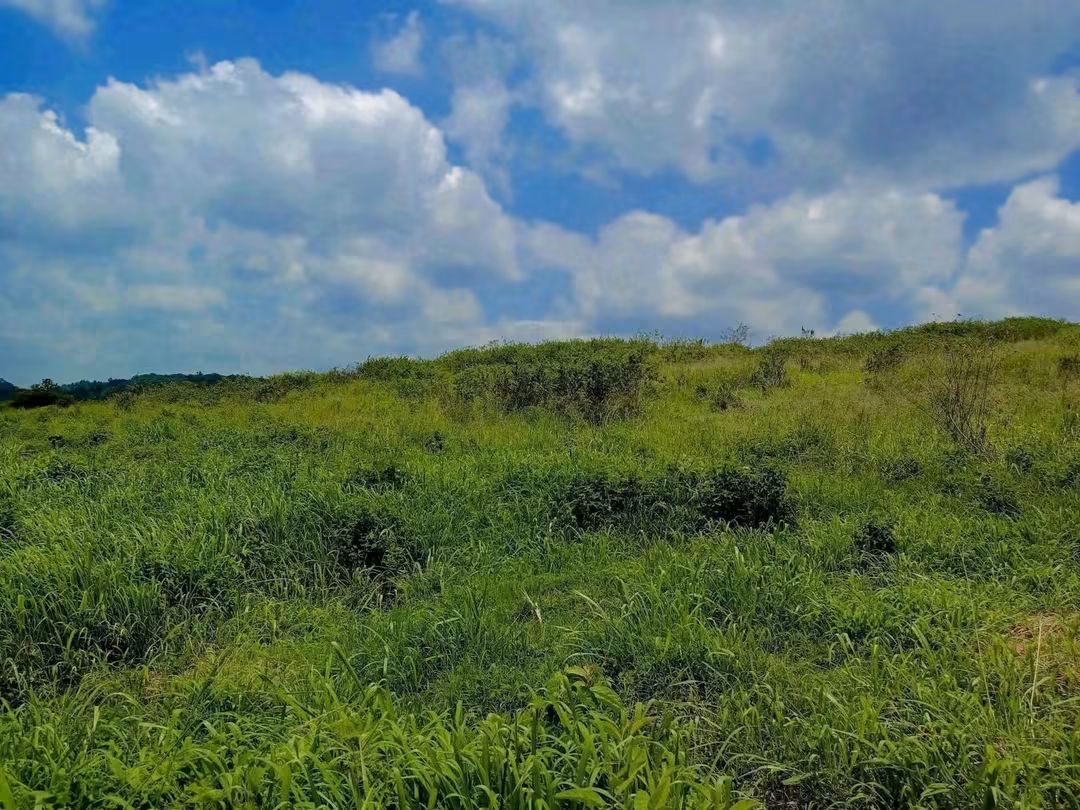 9 Acres for Sale in Ruiru with Tarmac & Dam Frontage