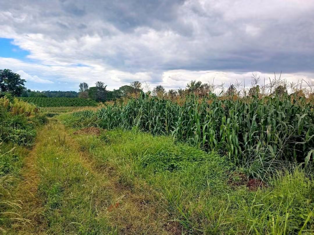 20 Acres Freehold Land for Sale, Kenyatta Road, Gatundu