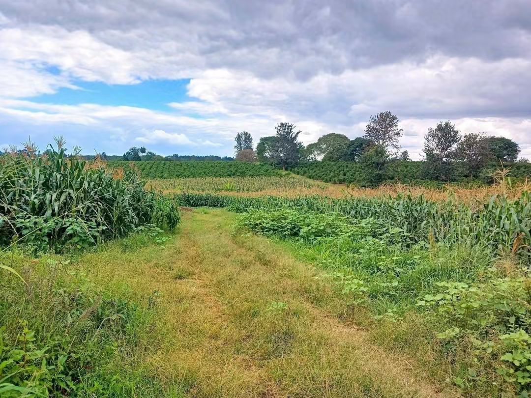 20 Acres Freehold Land for Sale, Kenyatta Road, Gatundu