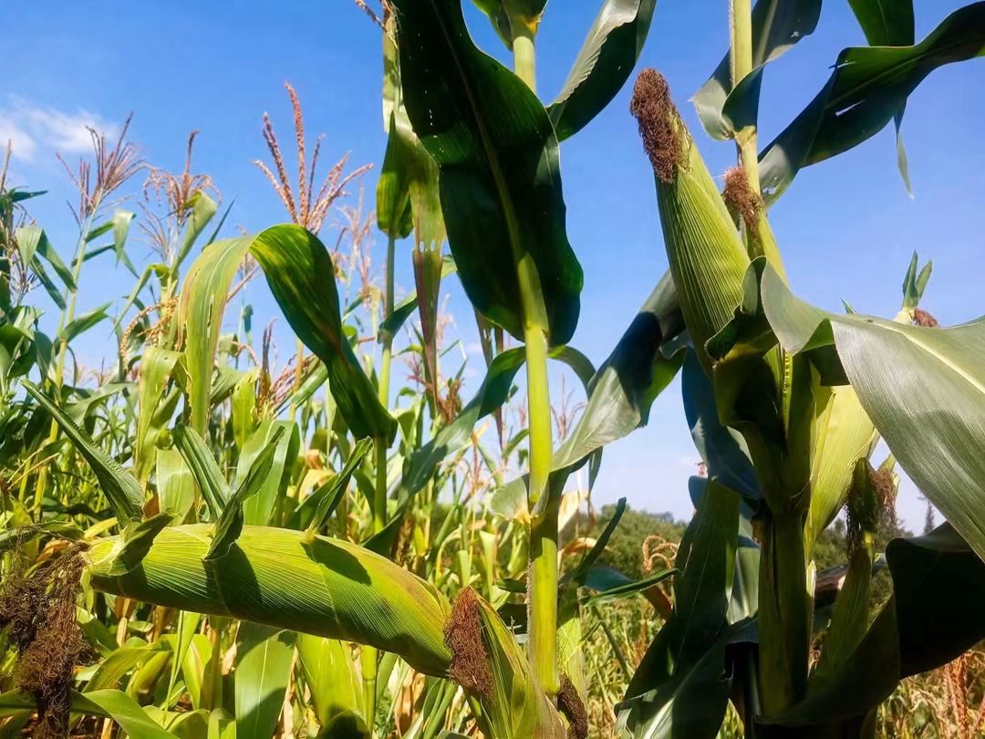 2 Acres for Sale on Thika–Gatanga Road