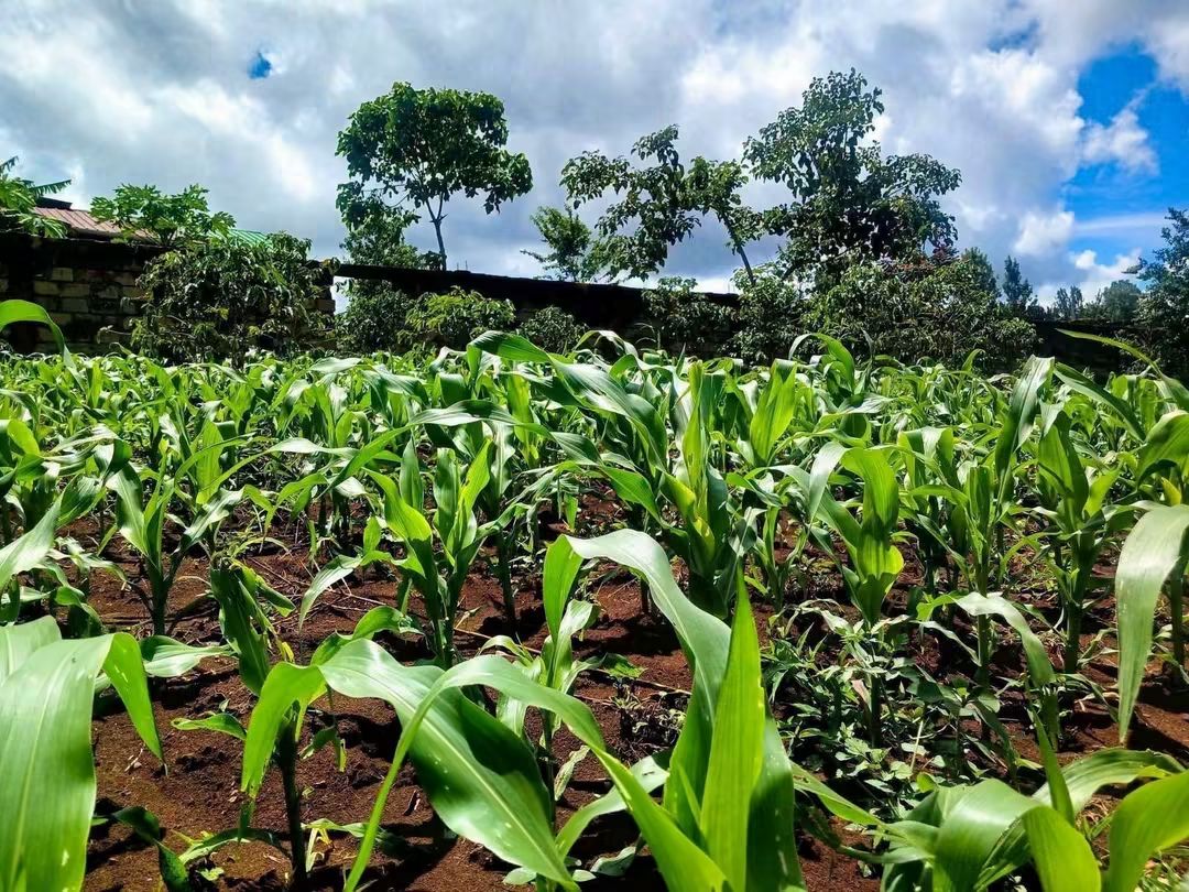 2¼ Acres with House & Avocado Farm for Sale in Muthithi, Murang'a