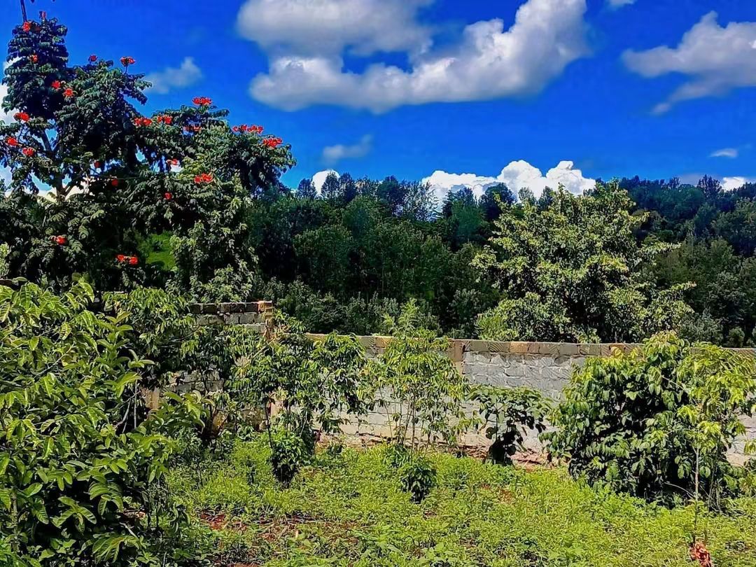 2¼ Acres with House & Avocado Farm for Sale in Muthithi, Murang'a