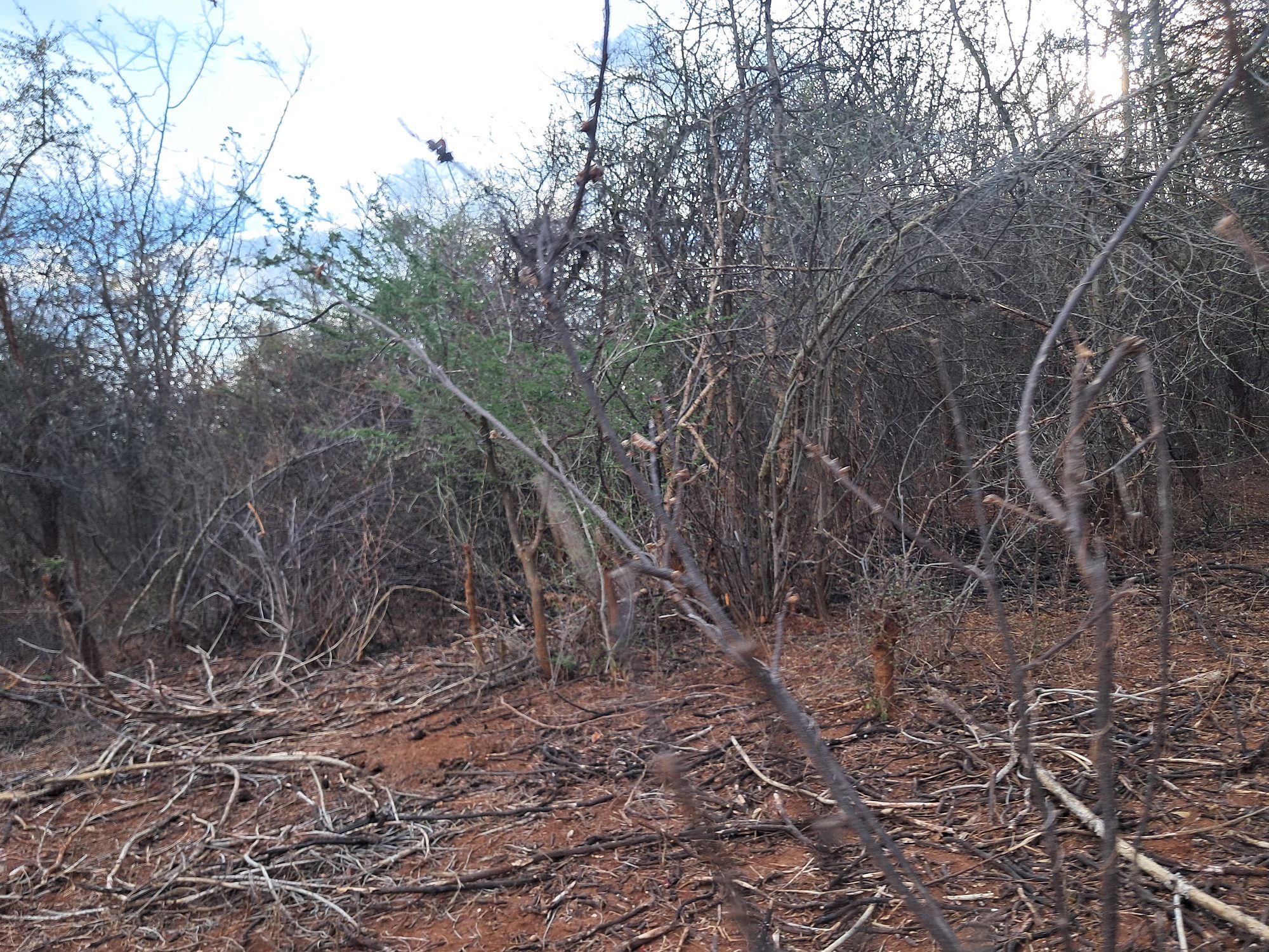 Embu county,Kiambere 9 Acres Agricultural farmland.
