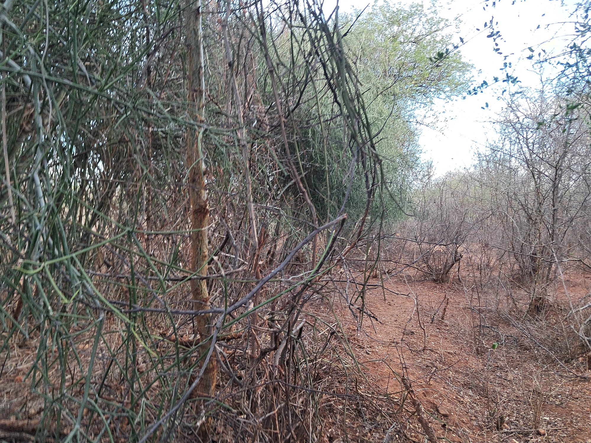 Embu county,Kiambere 9 Acres Agricultural farmland.