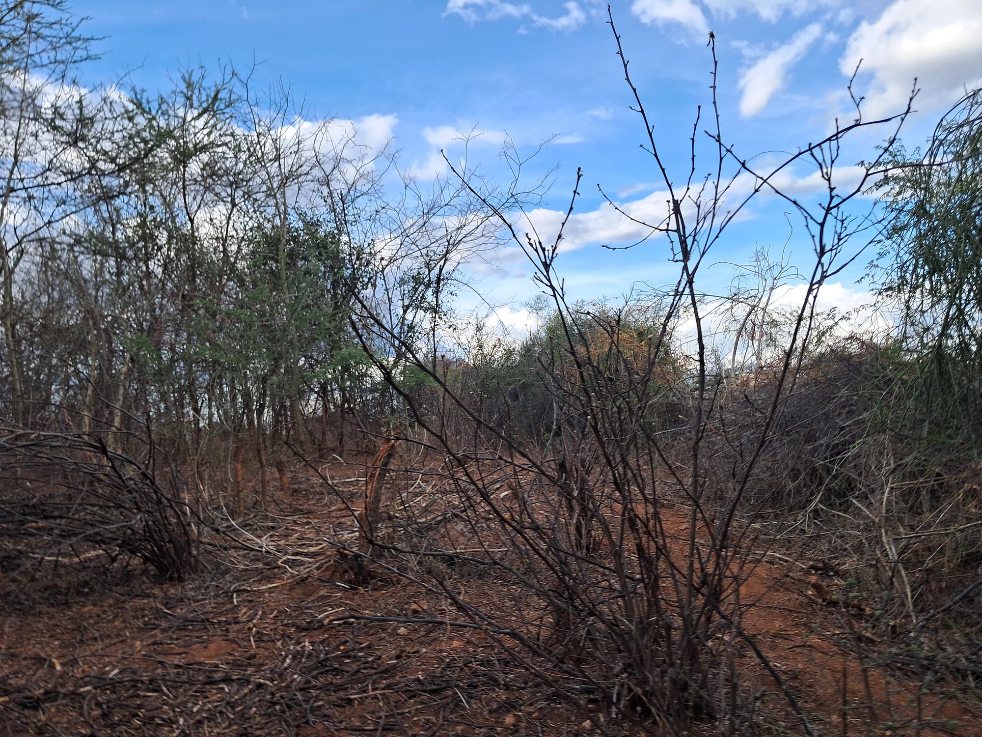Embu county,Kiambere 9 Acres Agricultural farmland.