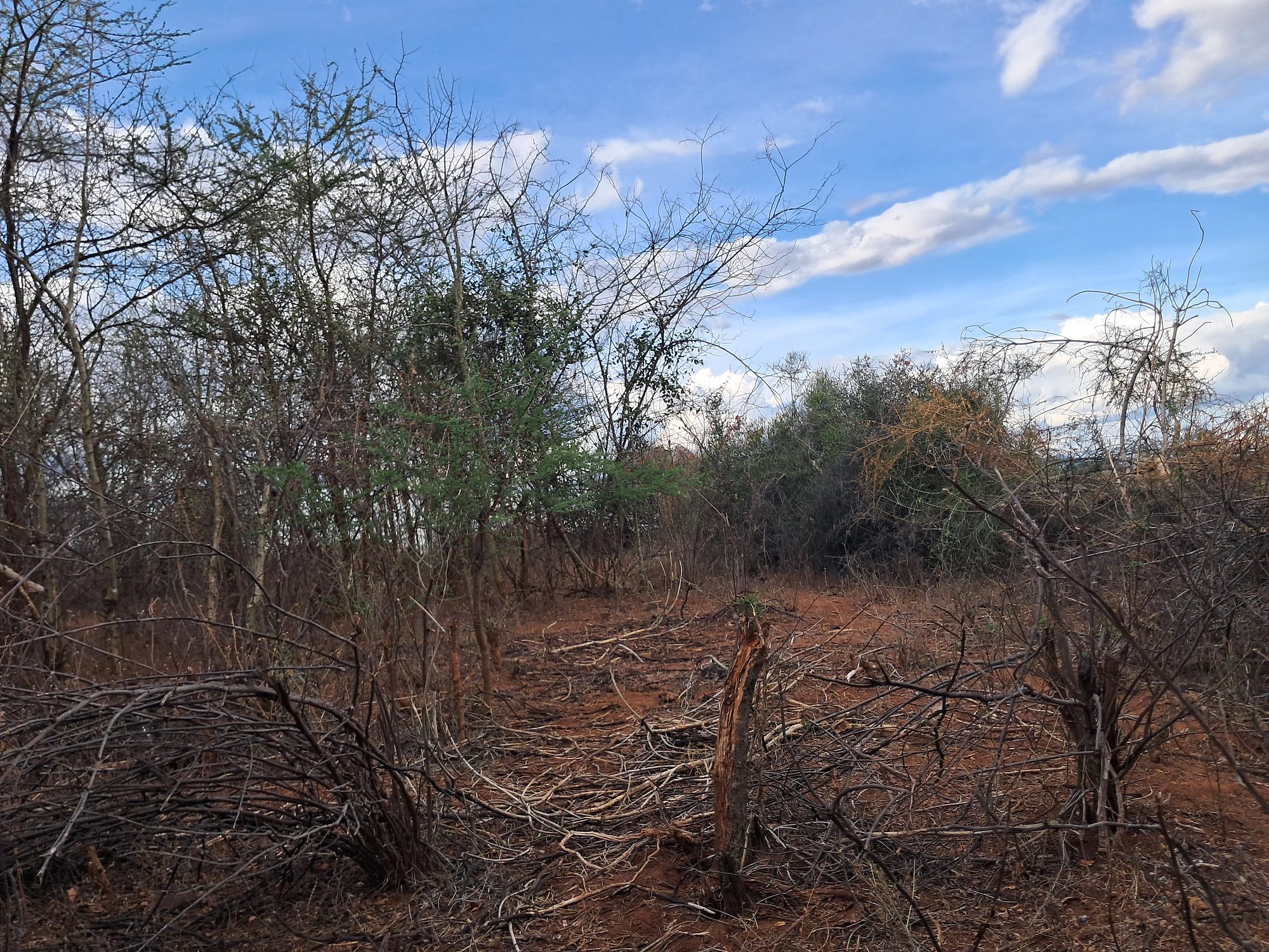 Embu county,Kiambere 9 Acres Agricultural farmland.