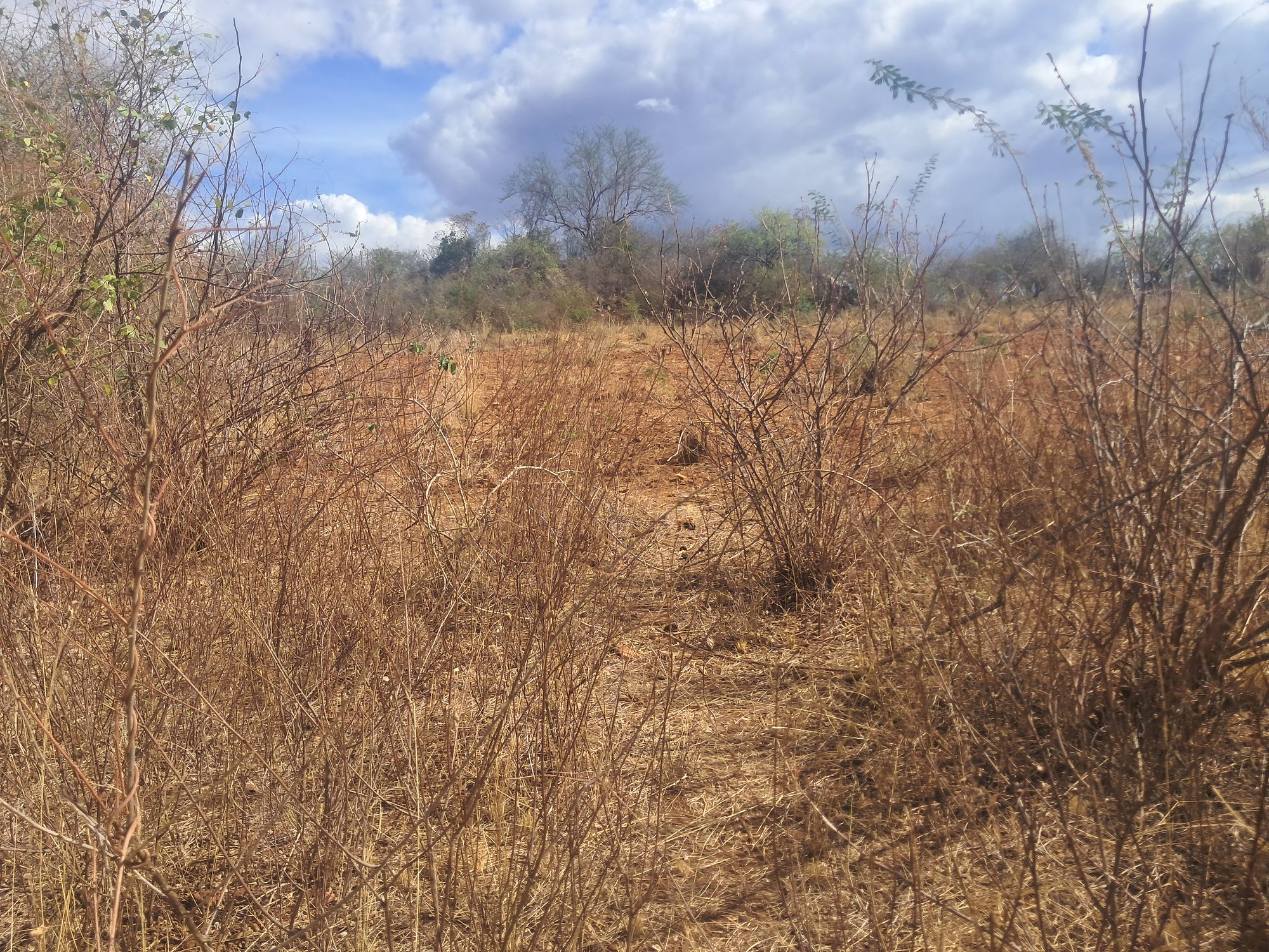 Embu county, Kiambeere ,Mbeere North Agricultural Farmland 