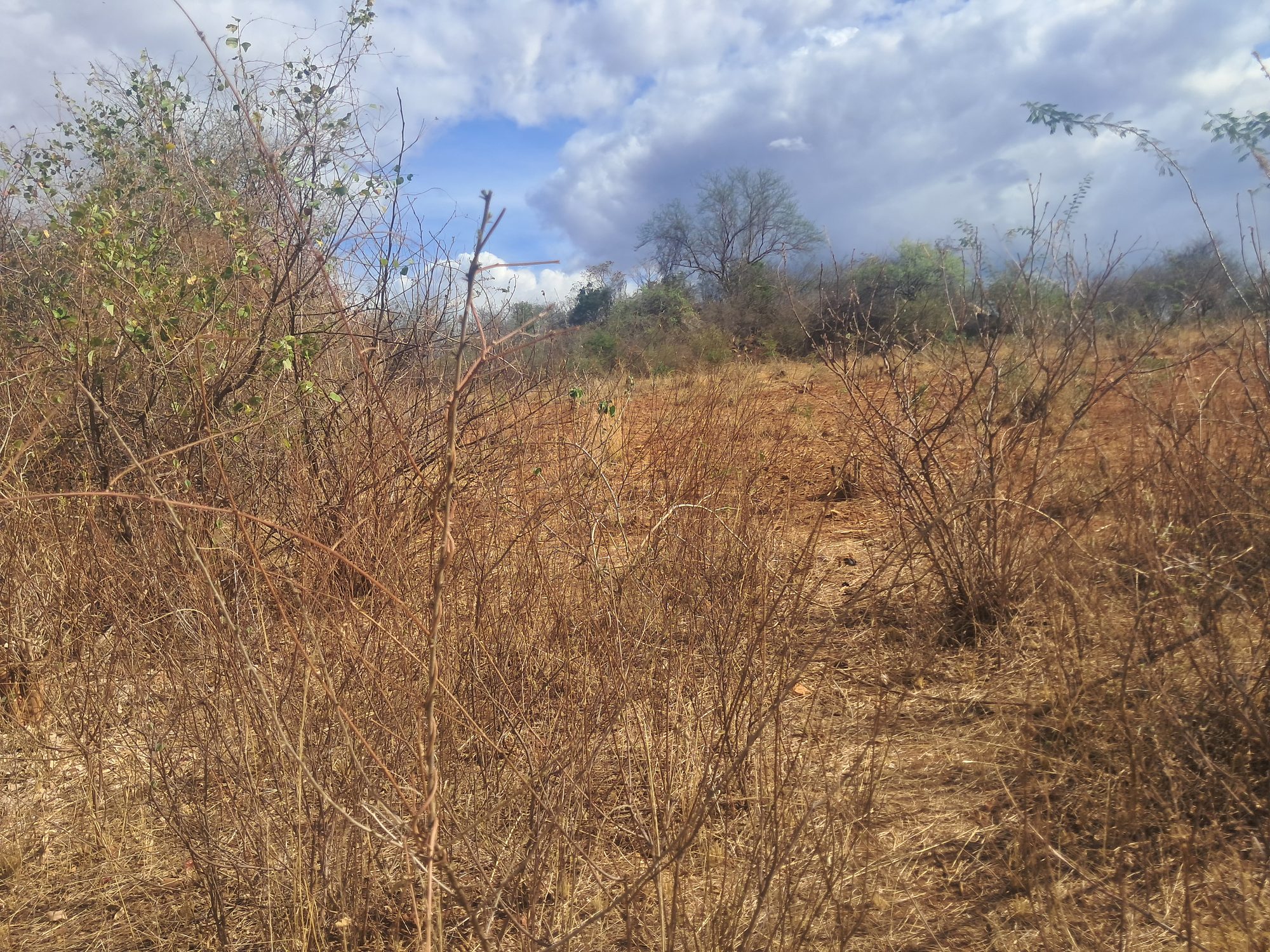 Embu county, Kiambeere ,Mbeere North Agricultural Farmland 
