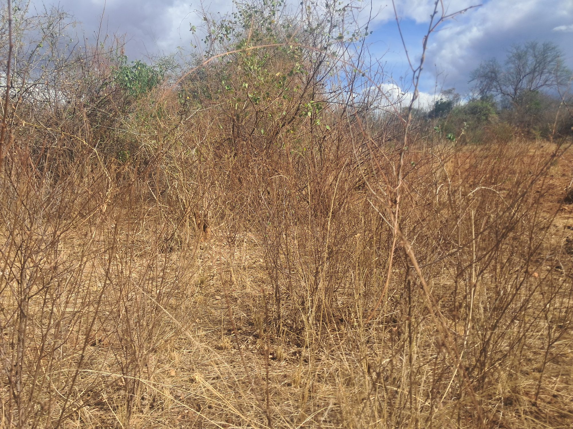 Embu county, Kiambeere ,Mbeere North Agricultural Farmland 