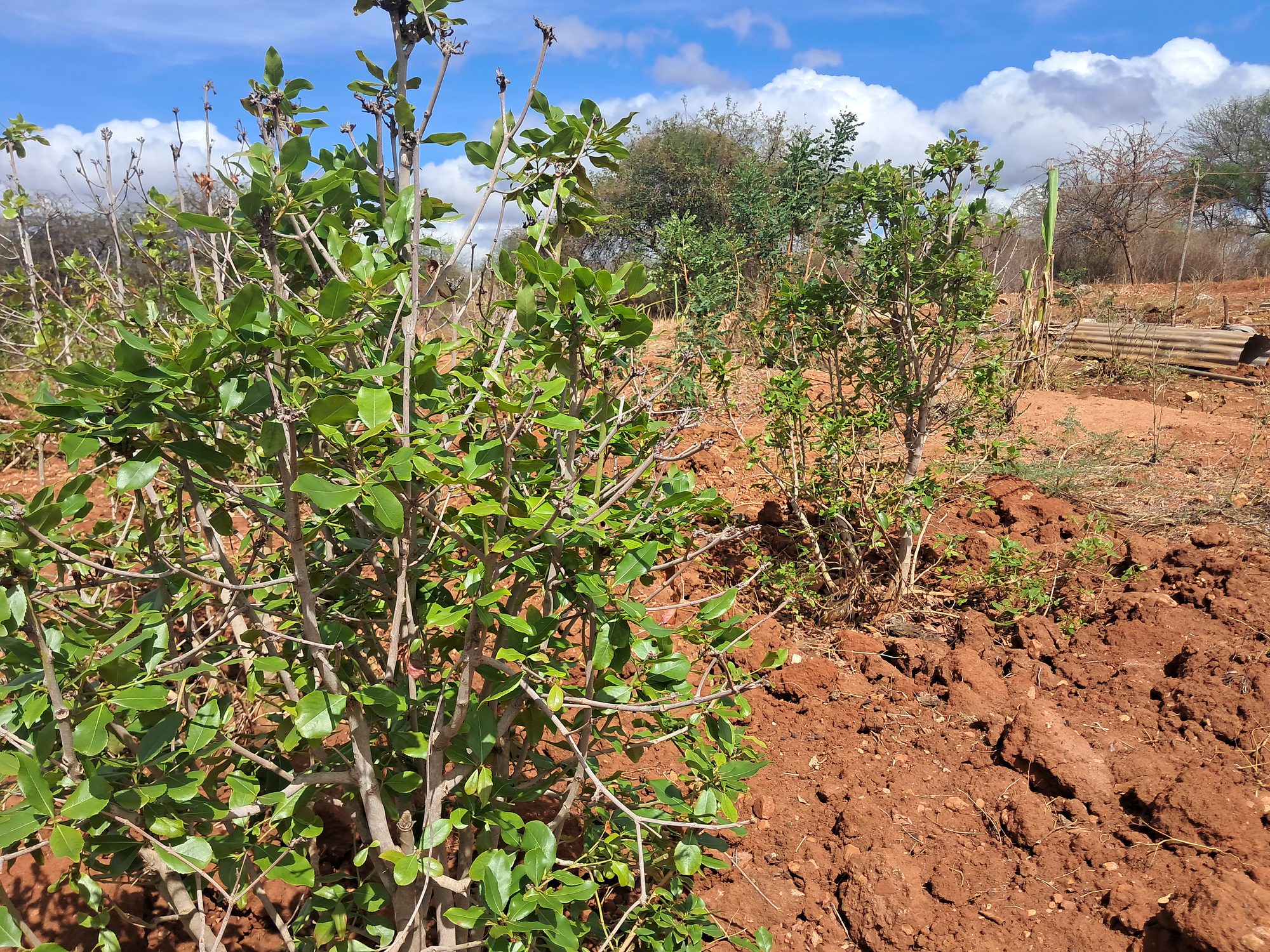Irrigation Agricultural Land for Sale in Embu Mariari