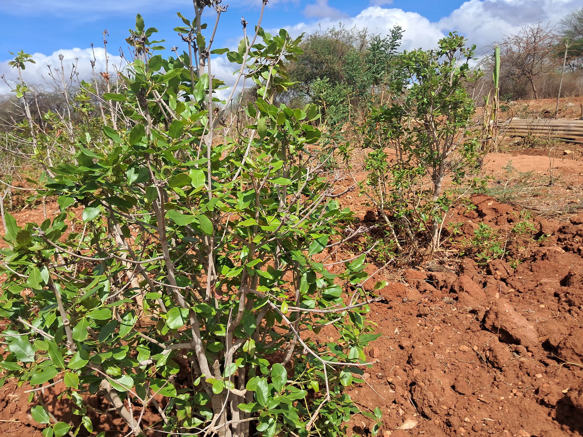 Irrigation Agricultural Land for Sale in Embu Mariari