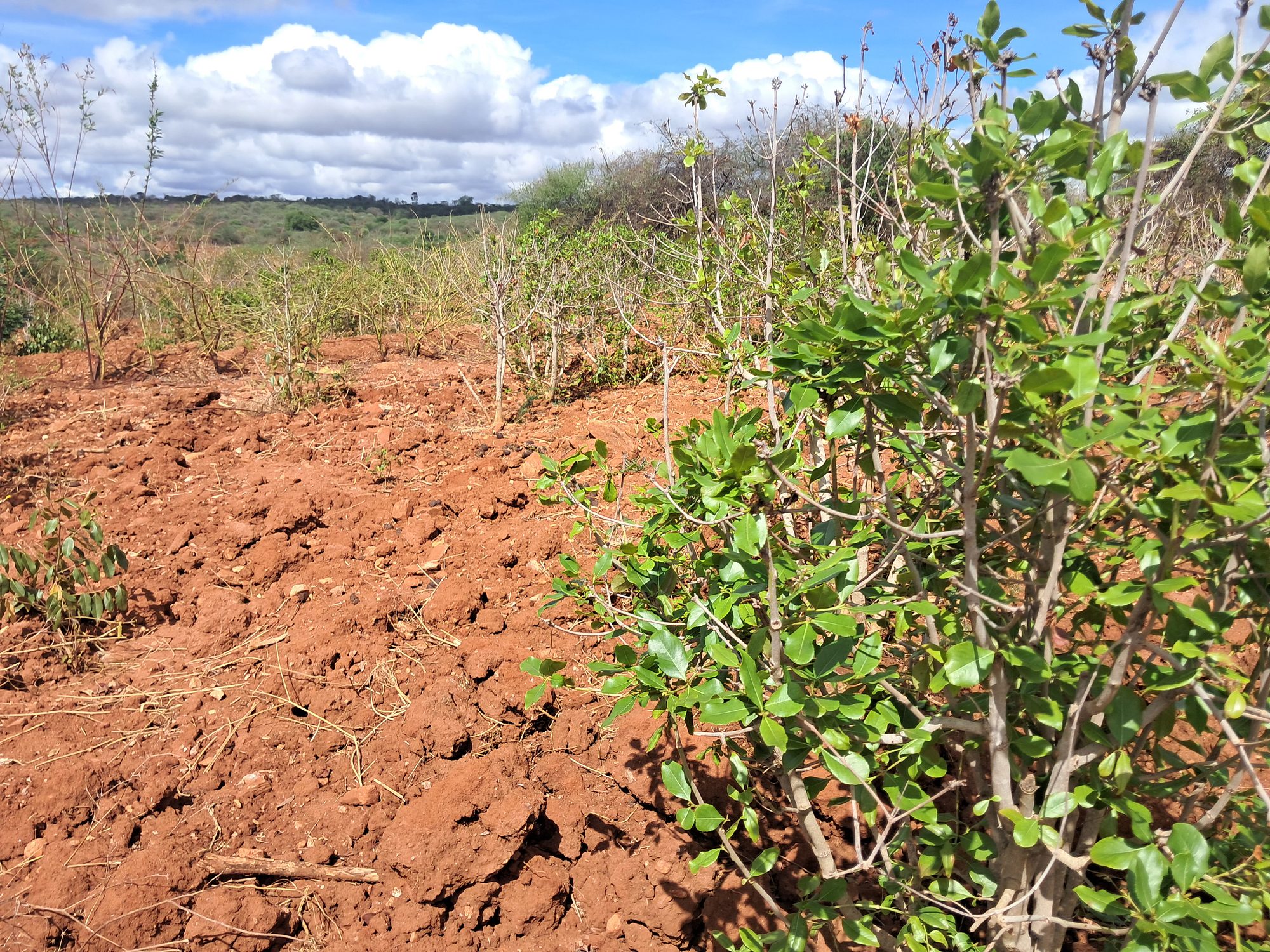 Irrigation Agricultural Land for Sale in Embu Mariari