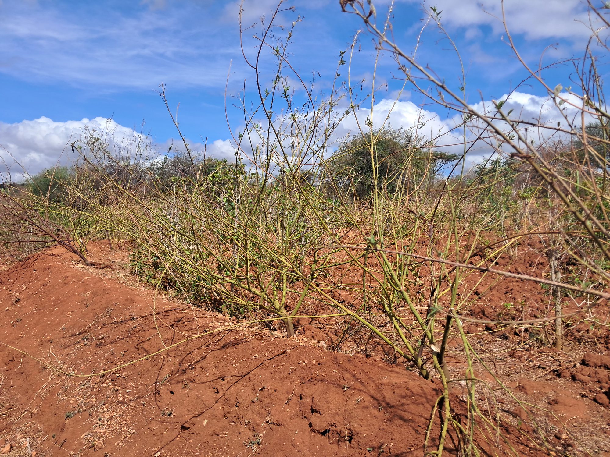 Irrigation Agricultural Land for Sale in Embu Mariari