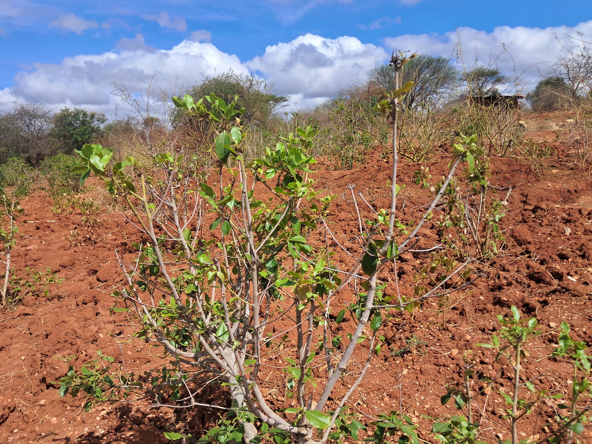 Irrigation Agricultural Land for Sale in Embu Mariari