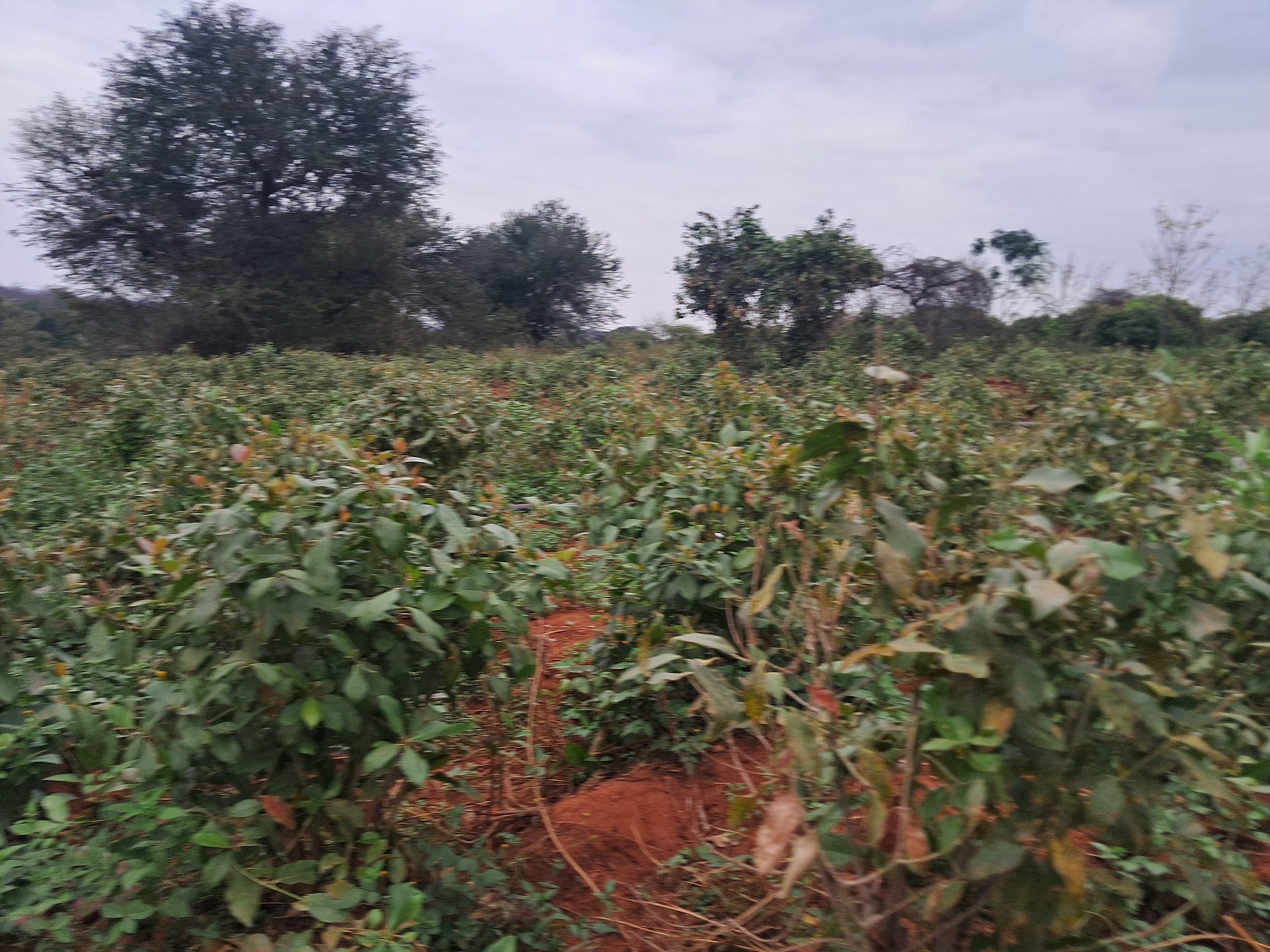 11 Acres kindaruma irrigation Farm with muguka along river Tana