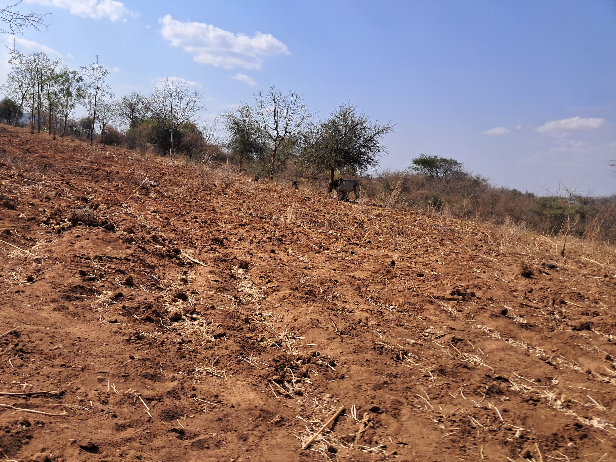 1.3 Acres Mutuobaree residential land along the tarmac