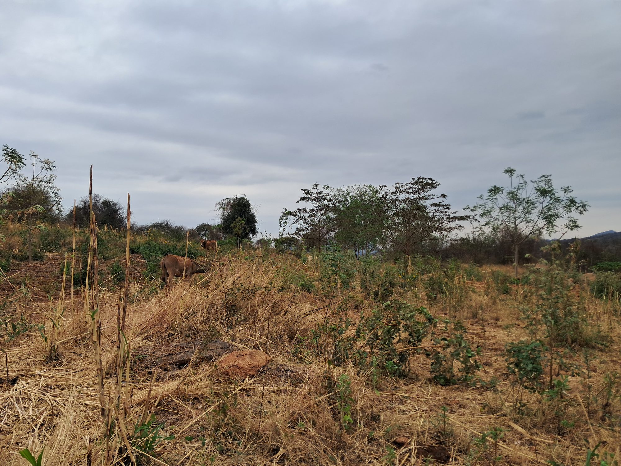 3 Acres at Mariari kiambere Embu county 