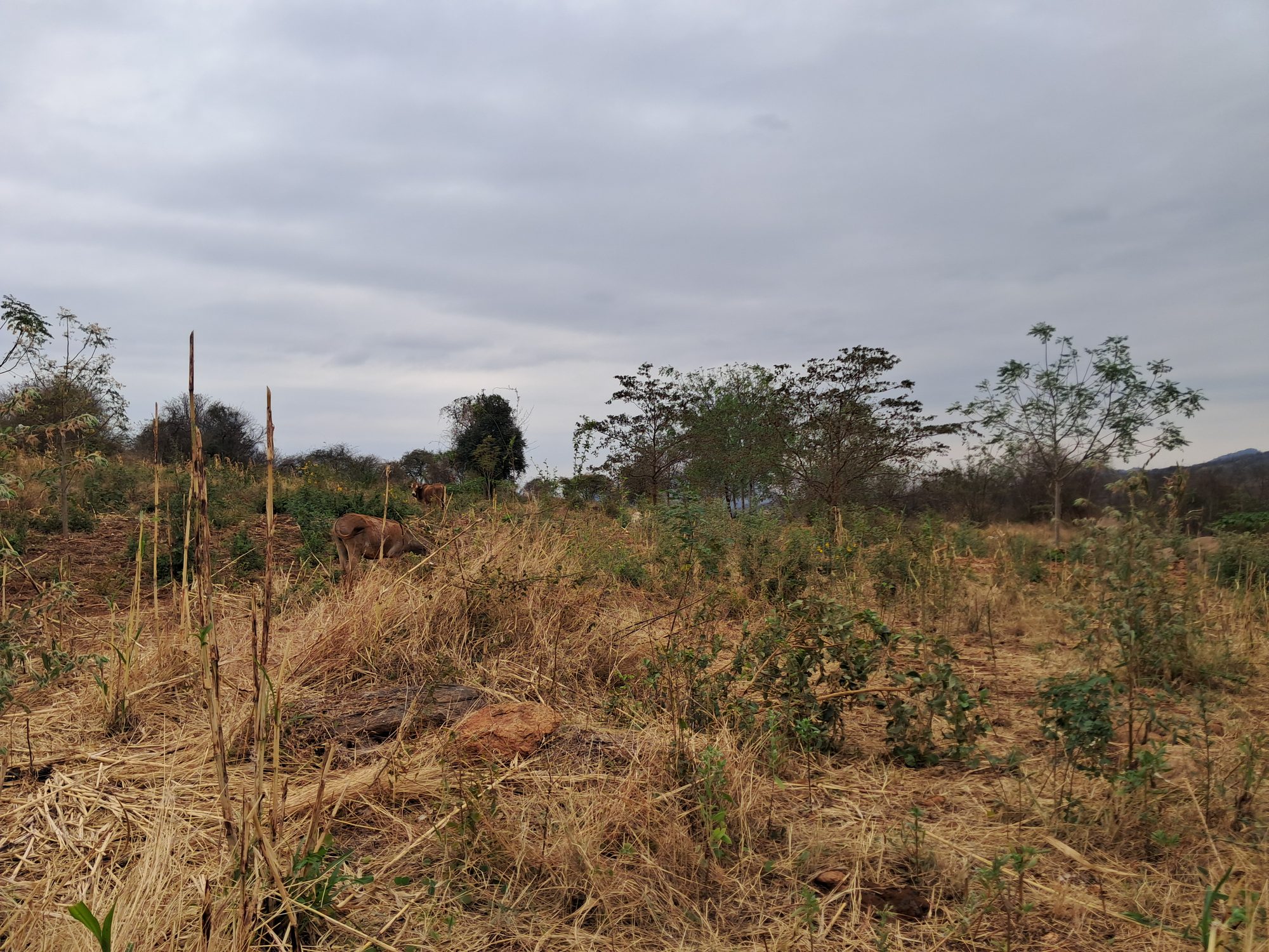 3 Acres at Mariari kiambere Embu county 