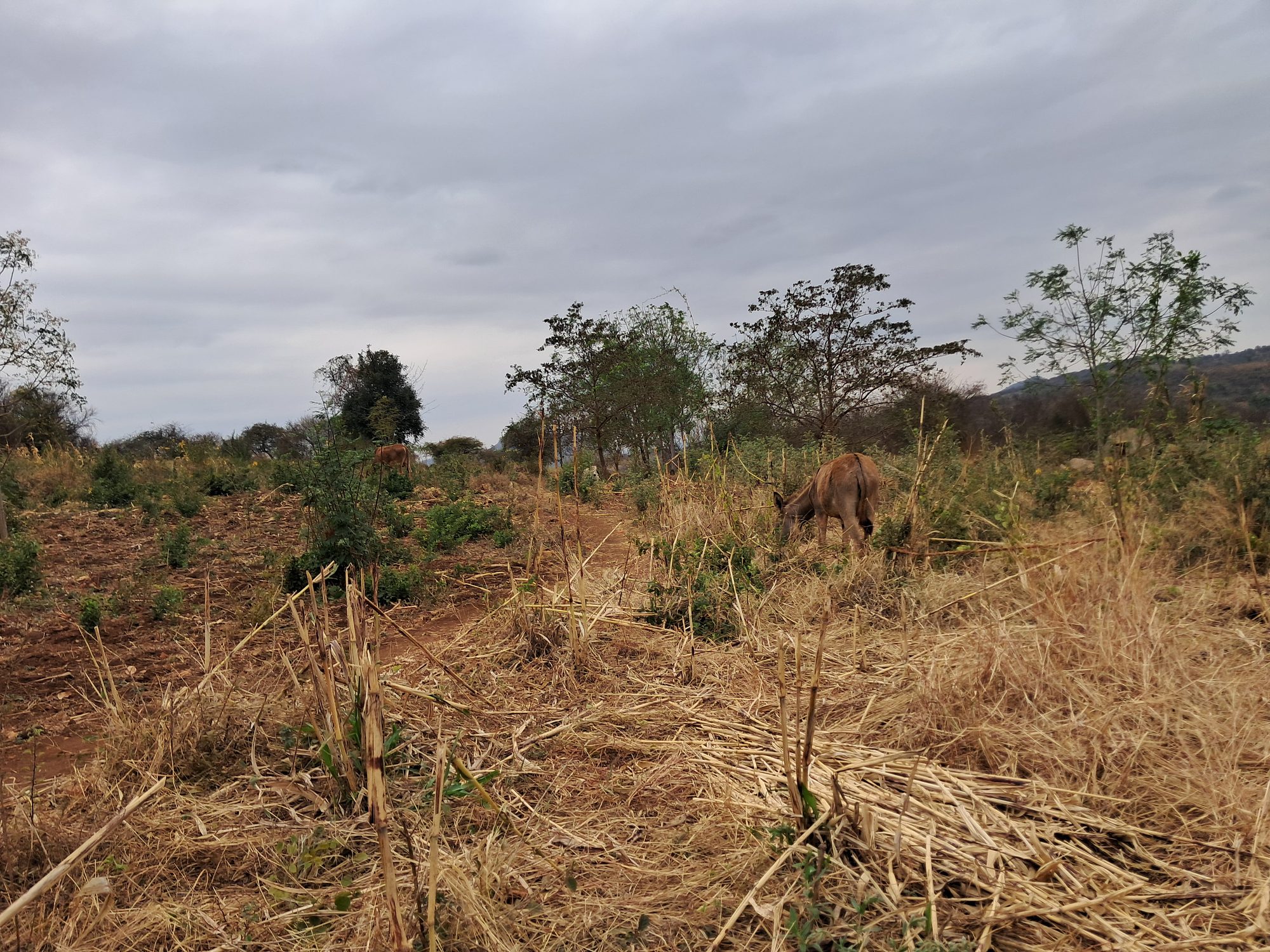 3 Acres at Mariari kiambere Embu county 