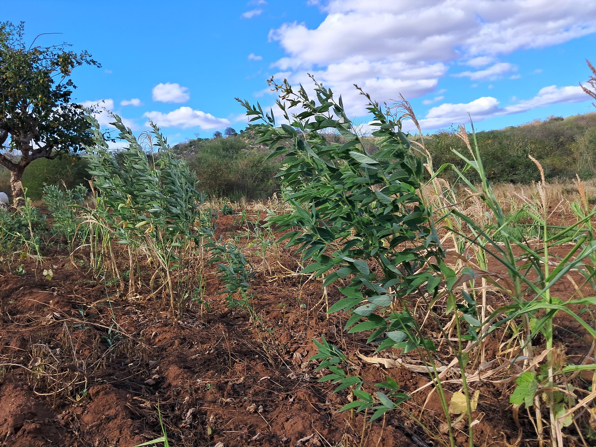 2 Acres Farmland at Mutuobare kiambere 
