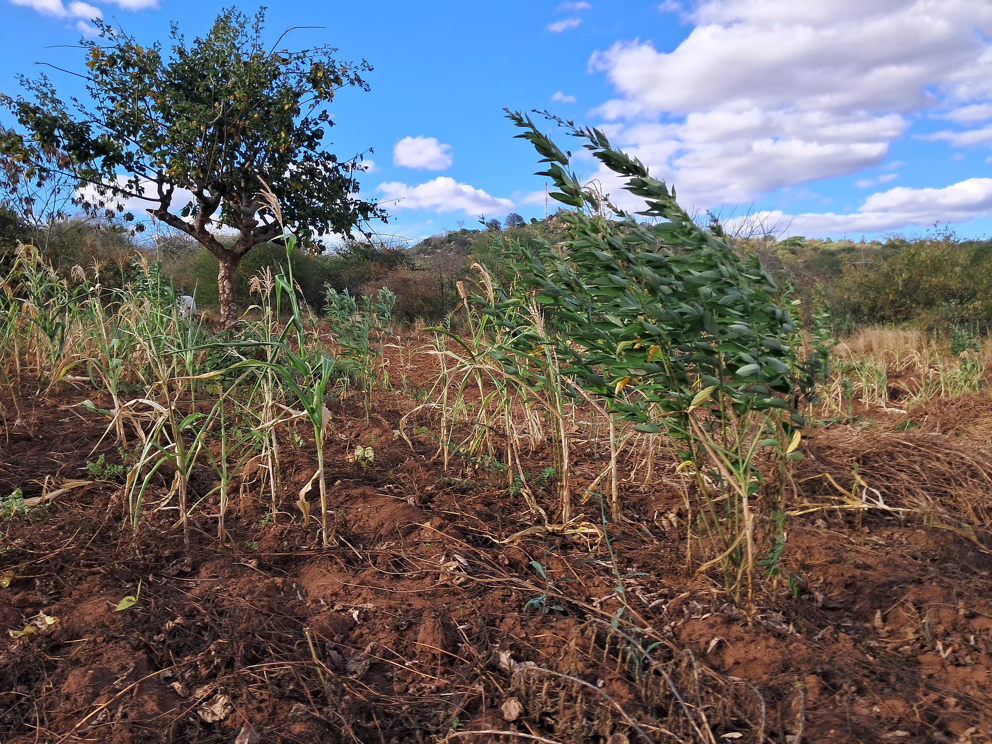 2 Acres Farmland at Mutuobare kiambere 