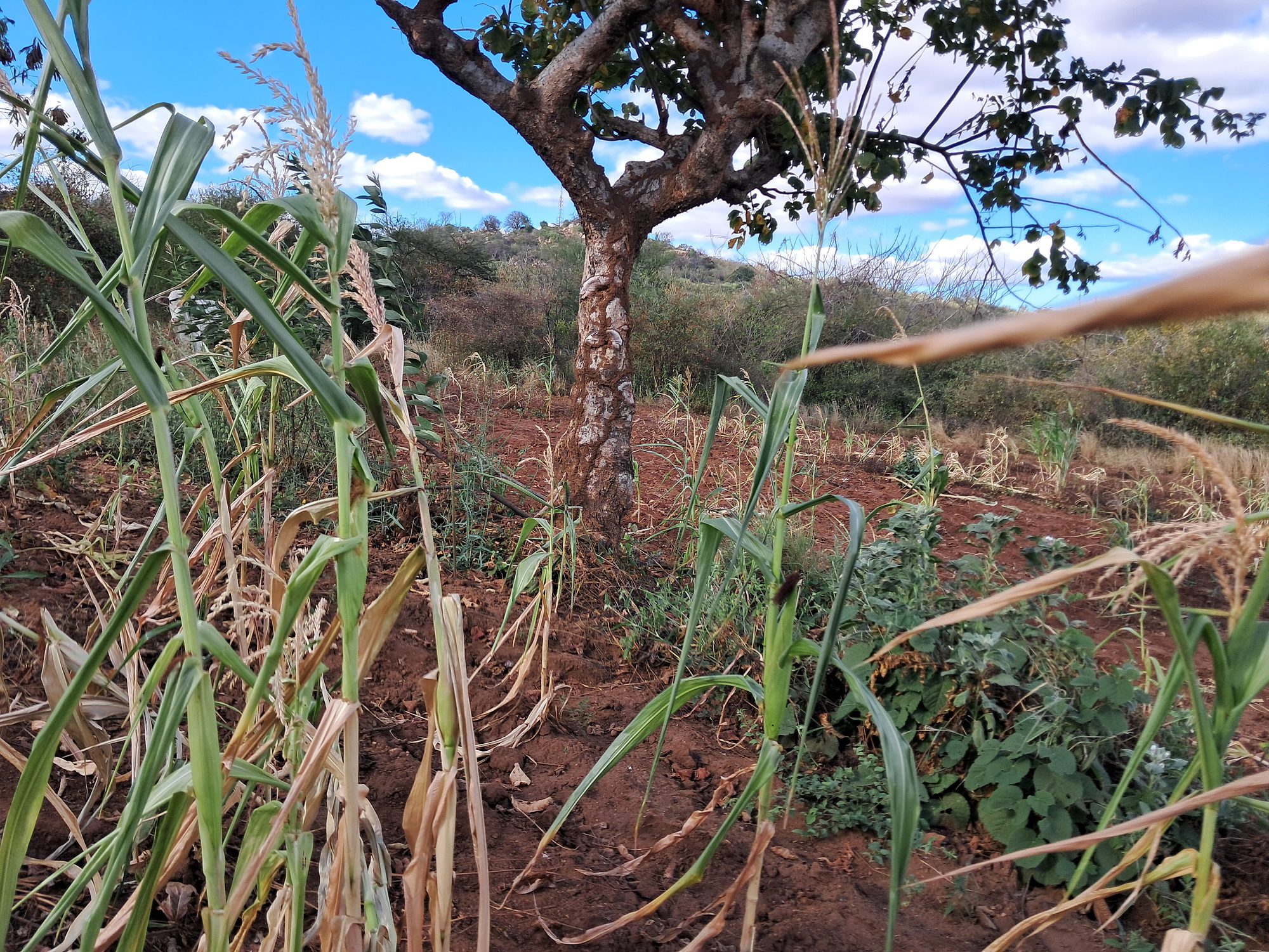 2 Acres Farmland at Mutuobare kiambere 