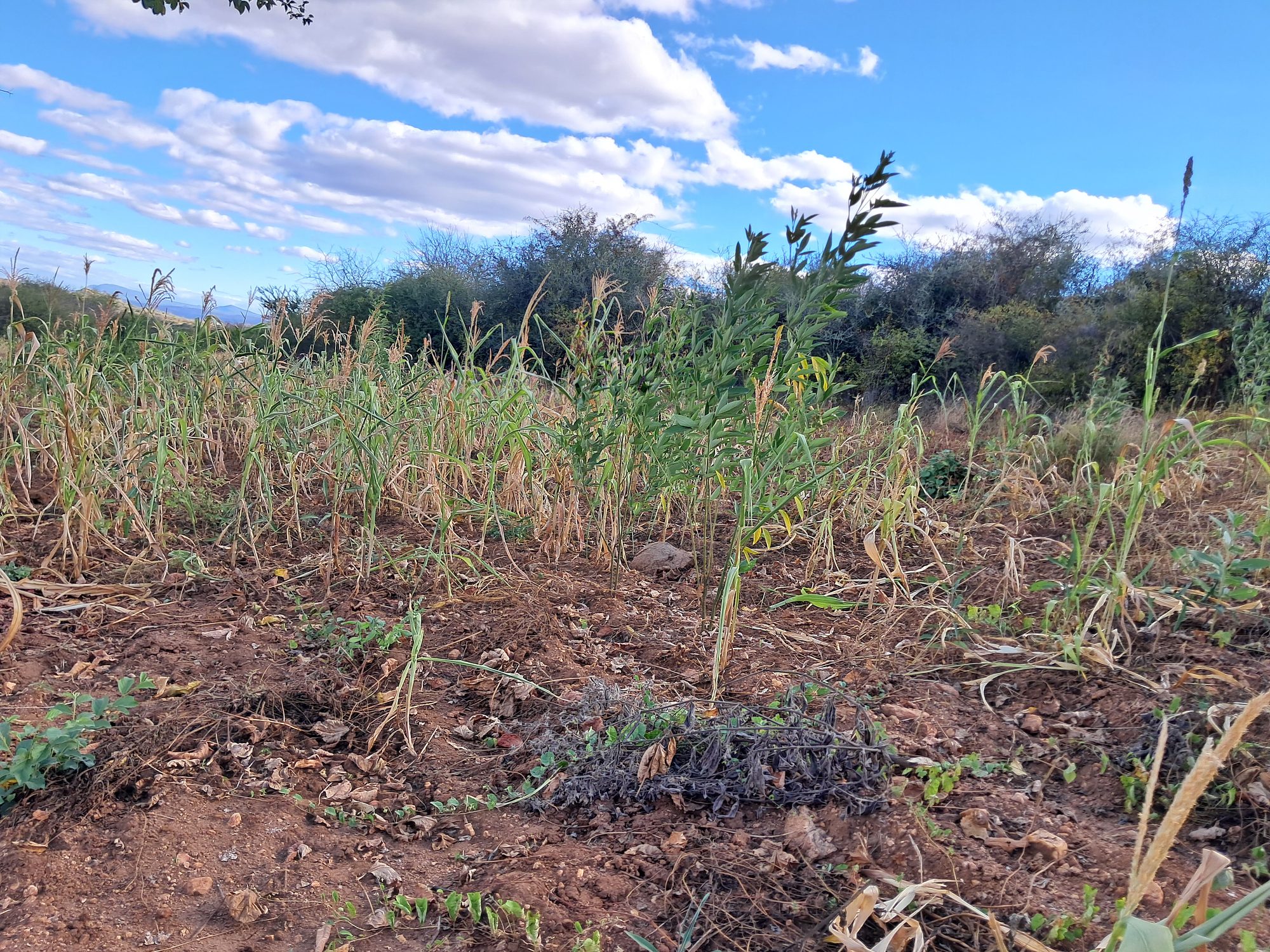 2 Acres Farmland at Mutuobare kiambere 